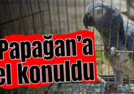 Antalya'da ‘papağan’a el konuldu