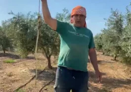 Antalya’da serada yılan alarmı