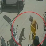 Antalya'da sokak hayvanlarına zulüm