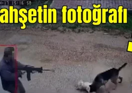 Antalya'da vahşetin fotoğrafı!