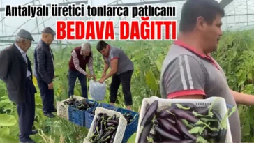 Antalyalı üretici tonlarca patlıcanı bedava dağıttı