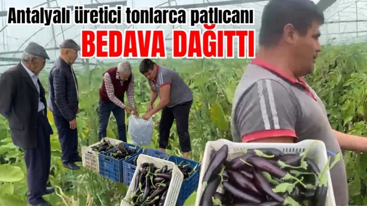 Antalyalı üretici tonlarca patlıcanı bedava dağıttı