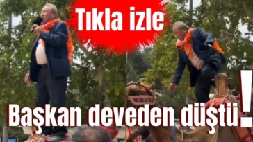 Başkan deveden düştü!