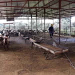 Büyükşehir’den ahırlarda karasineğe karşı etkin mücadele