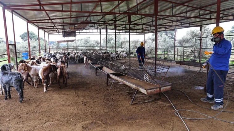 Büyükşehir’den ahırlarda karasineğe karşı etkin mücadele