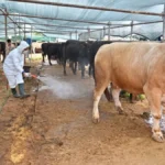 Büyükşehir'den kurban satış alanlarında ilaçlama