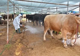 Büyükşehir'den kurban satış alanlarında ilaçlama