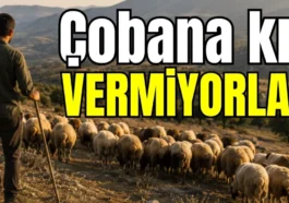 Çobana kız vermiyorlar