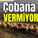Çobana kız vermiyorlar