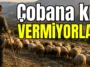Çobana kız vermiyorlar