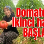 Domateste ikinci hasat başladı