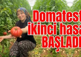 Domateste ikinci hasat başladı