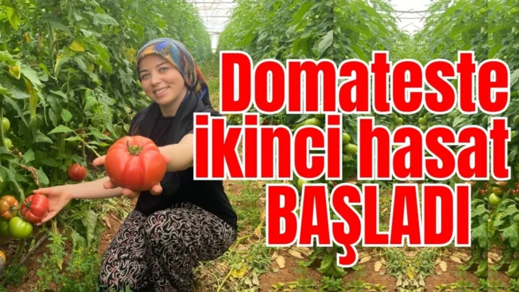 Domateste ikinci hasat başladı