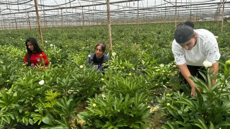 Elmalı'da yetiştirilen şakayıklar 81 ile gidiyor