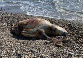 Gazipaşa'da deniz kaplumbağası ölüsü sahile vurdu