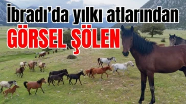 İbradı’da yılkı atlarından görsel şölen