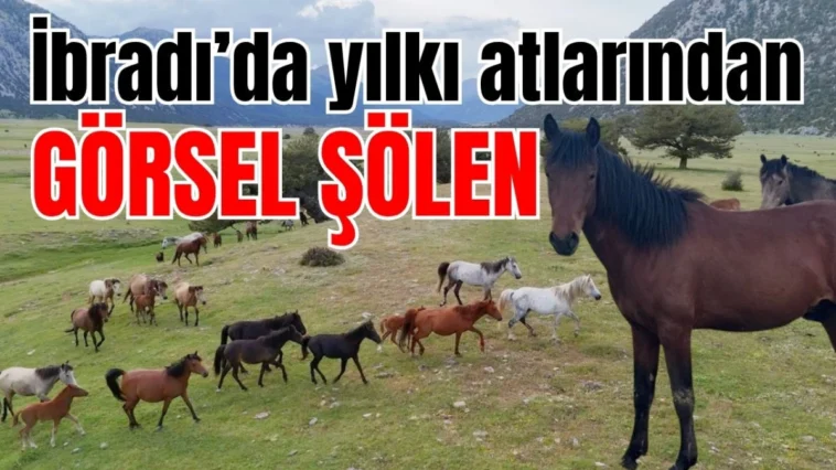 İbradı’da yılkı atlarından görsel şölen