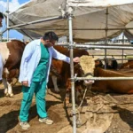 Muratpaşa’da Kurban Bayramı hazırlıkları tamamlandı