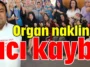 Organ naklinin acı kaybı