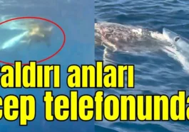 Saldırı anları cep telefonunda