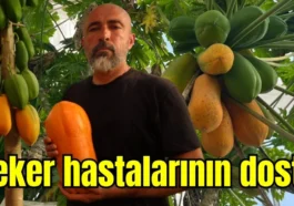 Şeker hastalarının dostu