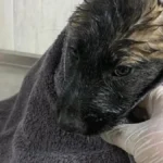 Su kanalında mahsur kalan 2 yavru köpek kurtarıldı