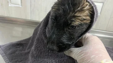 Su kanalında mahsur kalan 2 yavru köpek kurtarıldı