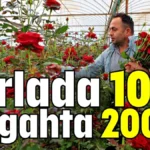 Tarlada 10 TL tezgahta 200 TL