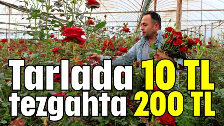 Tarlada 10 TL tezgahta 200 TL