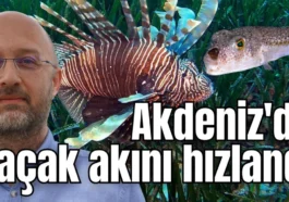 Akdeniz'de kaçak akını hızlandı