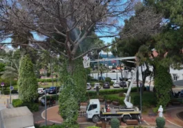 Alanya’da çam böceğine karşı seferberlik