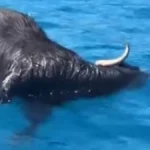 Alanya'da denizde ölü keçi bulundu