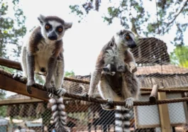 Antalya Doğal Yaşam Parkı’nda yavru lemur sevinci