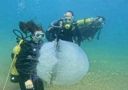 Antalya Körfezi'nde denizanası geçişi bitti