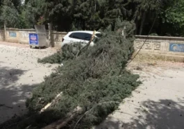Antalya'da fırtınadan devrilen ağaç park halindeki araca zarar verdi