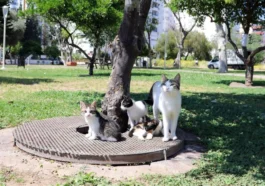 Antalya’da kurtarılan yavru kedilere yuvalar aranıyor
