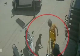 Antalya'da sokak hayvanlarına zulüm