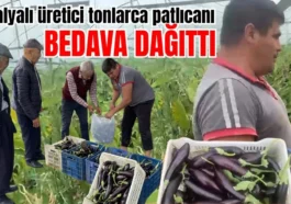 Antalyalı üretici tonlarca patlıcanı bedava dağıttı