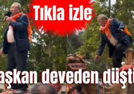 Başkan deveden düştü!
