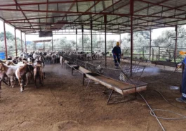 Büyükşehir’den ahırlarda karasineğe karşı etkin mücadele