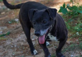Engelli köpek 'Paytak' için sıcak yuva aranıyor