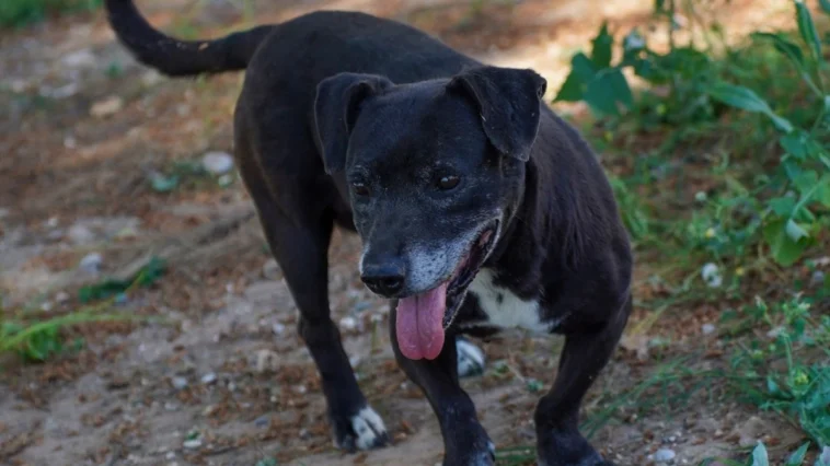 Engelli köpek 'Paytak' için sıcak yuva aranıyor