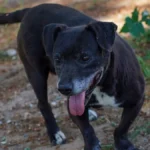 Engelli köpek 'Paytak' için sıcak yuva aranıyor