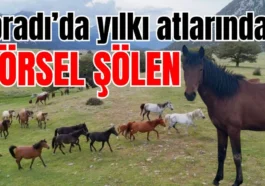 İbradı’da yılkı atlarından görsel şölen