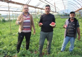 Karacaören karpuzunda hasat başladı
