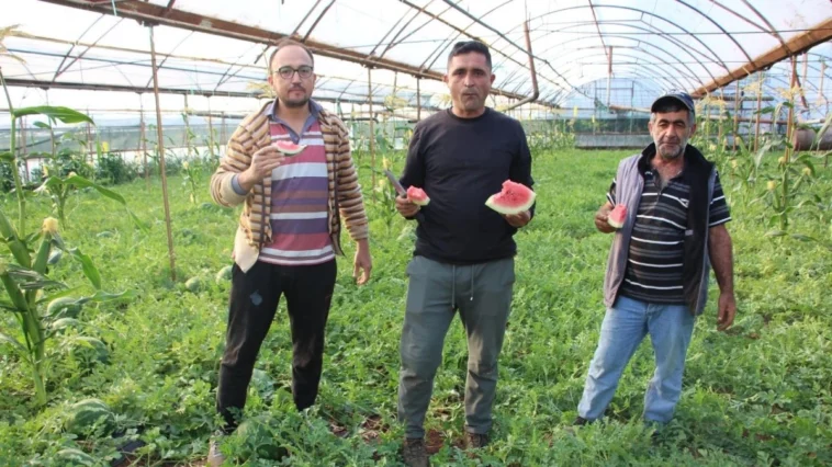 Karacaören karpuzunda hasat başladı