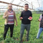 Karacaören karpuzunda hasat başladı