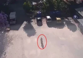Kedilerin mama kapları çalındı