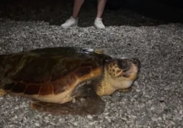 Konyaaltı'nın davetsiz misafiri dev caretta caretta