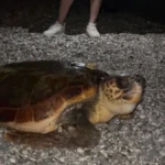 Konyaaltı'nın davetsiz misafiri dev caretta caretta